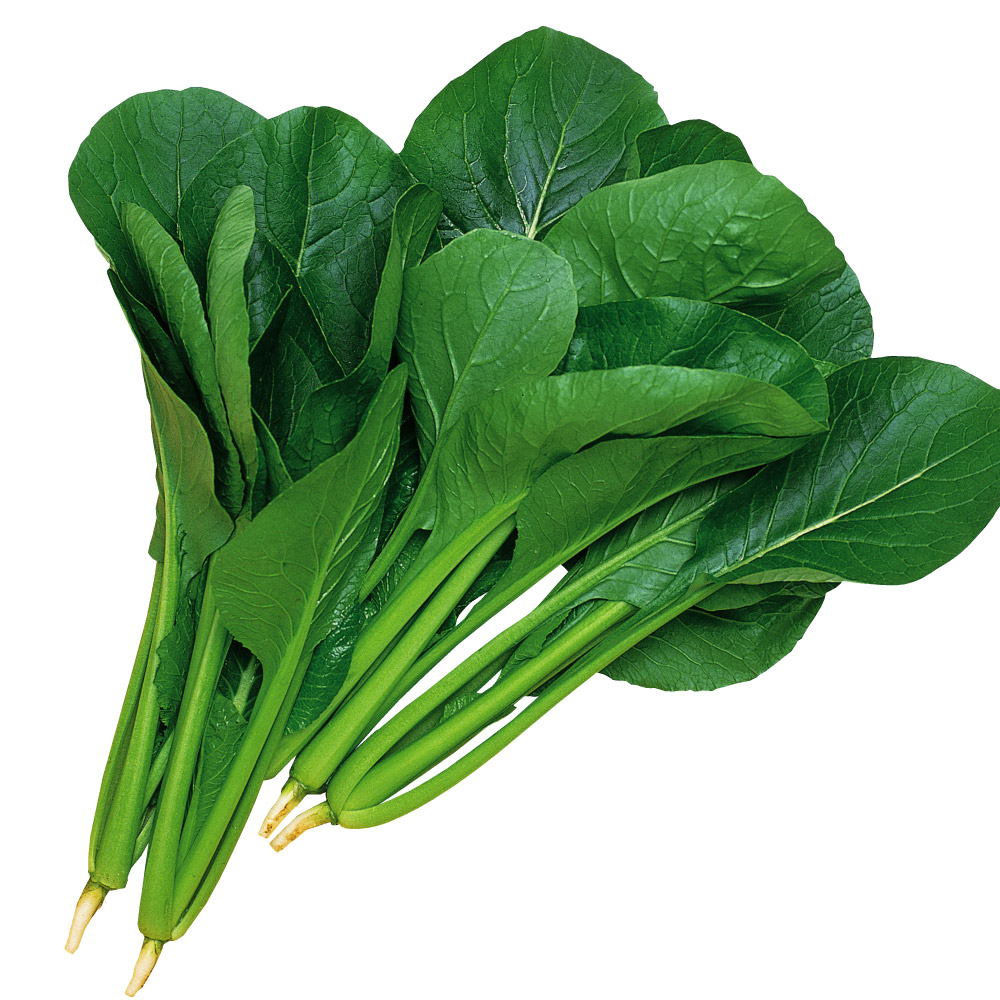 種 野菜たね 健康野菜 F1丸葉小松菜 1袋（6ml）