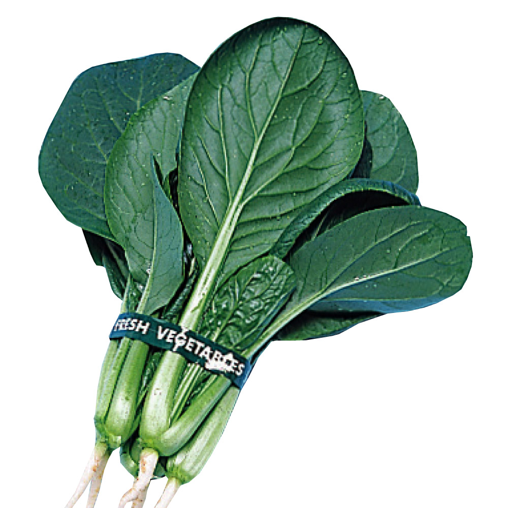 種 野菜たね 健康野菜 丸葉小松菜 1袋（10ml）