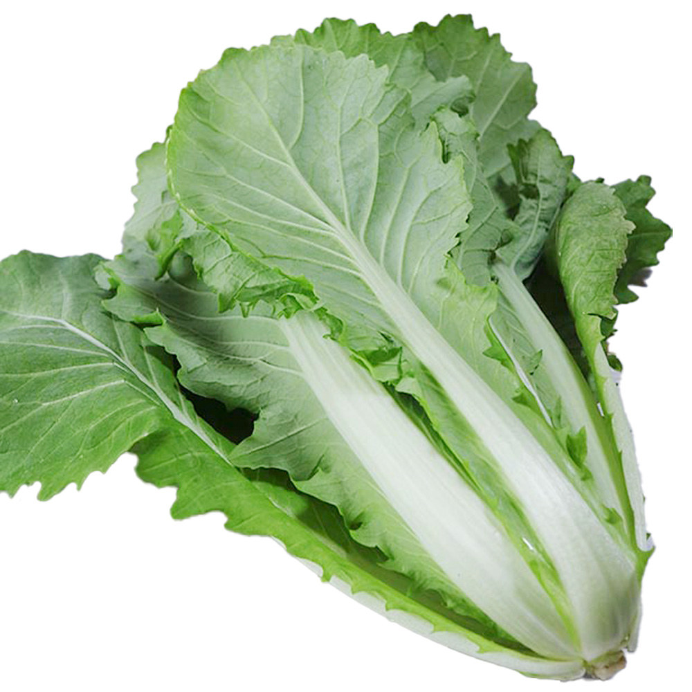 種 野菜たね 健康野菜 半結球山東菜 1袋（8ml）