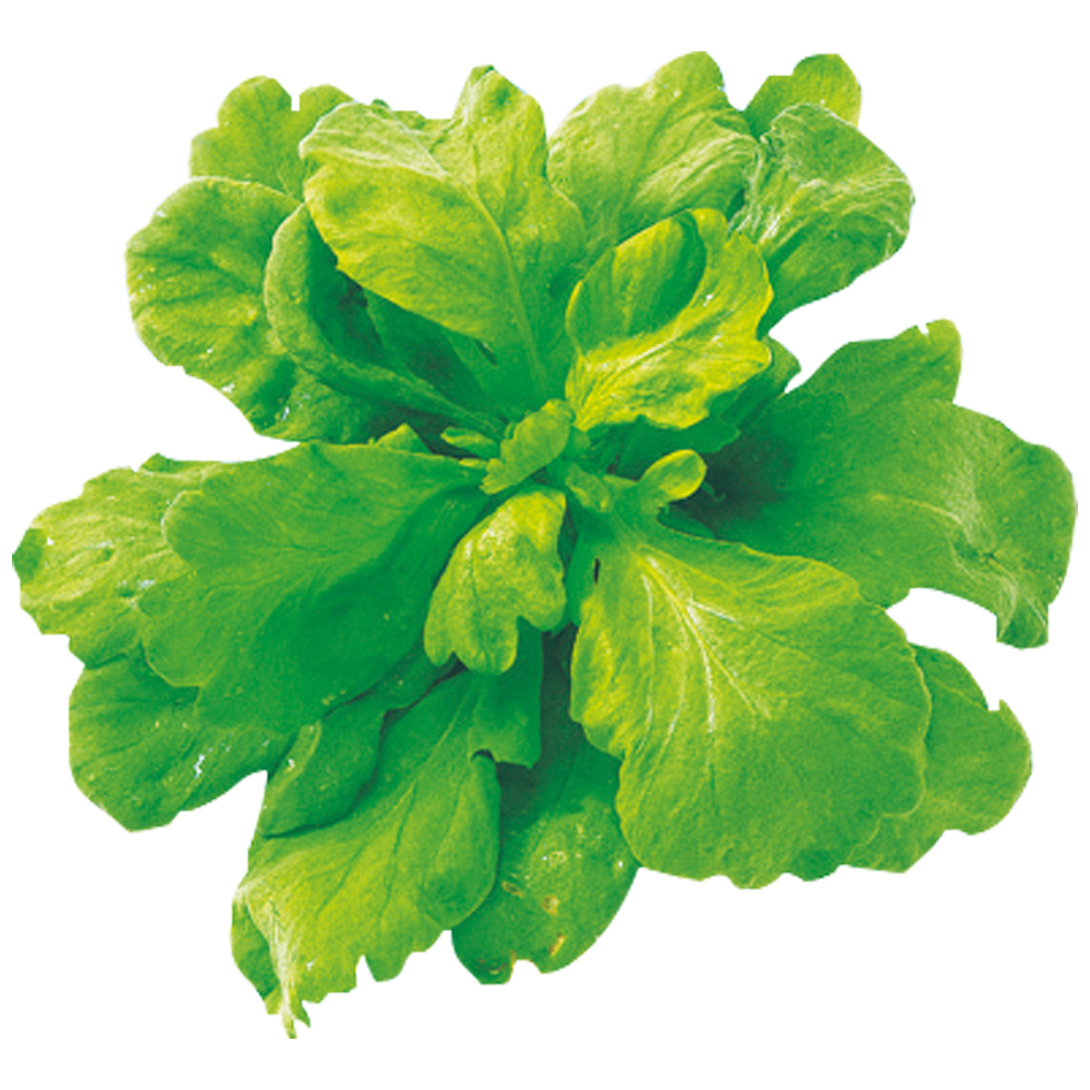 種 野菜たね 健康野菜 大葉サラダ春菊 1袋（20ml）