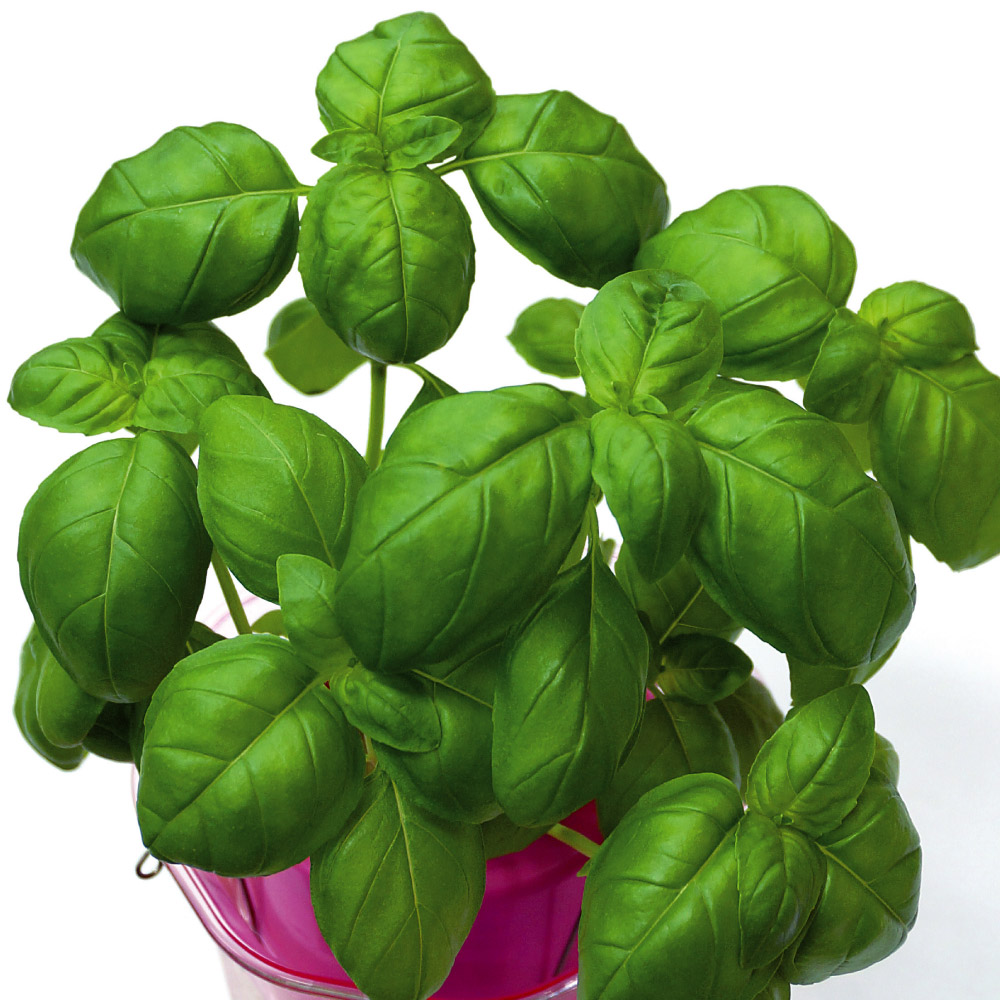 種 野菜たね ハーブ バジル 1袋（2ml）