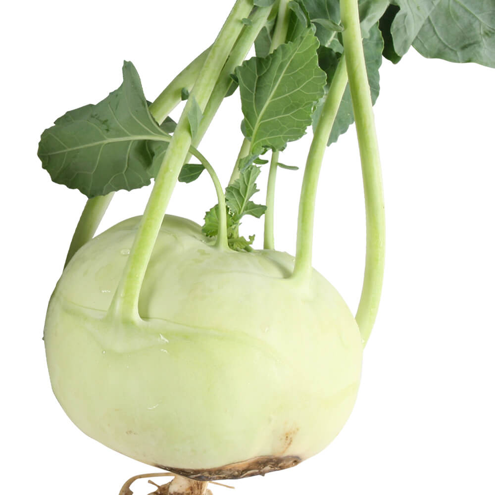 種 野菜たね 世界の野菜 コールラビー甘藍 1袋（3ml）