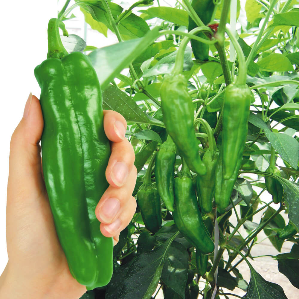 種 野菜たね トウガラシ F1甘長キング 1袋（0.8ml）