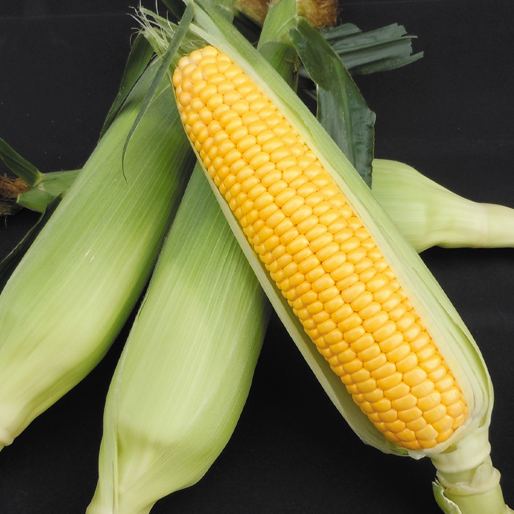 種 野菜たね トウモロコシ F1極早生ごく甘コーン 1袋（30ml）