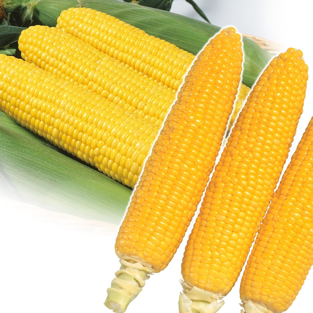種 野菜たね トウモロコシ ゴールドラッシュセット 2種2袋