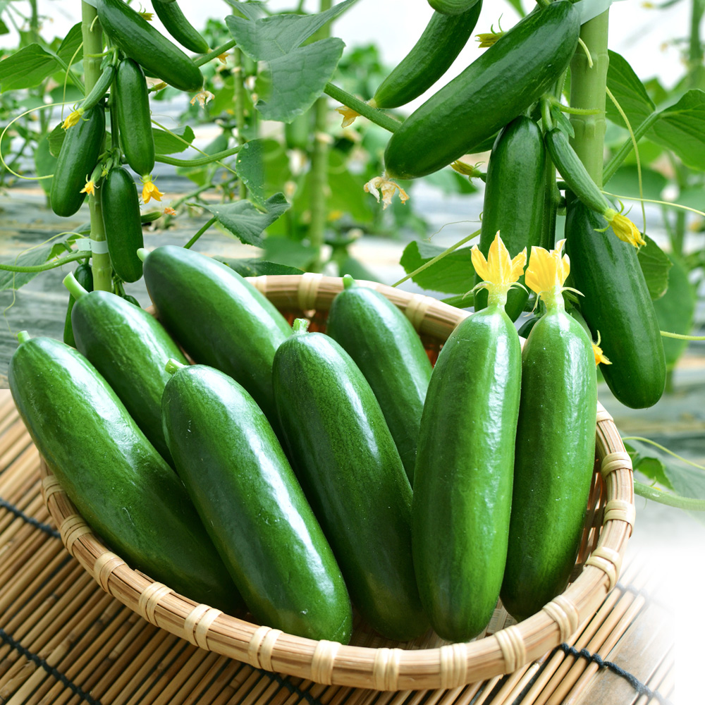 種 野菜たね プランタ菜園向き キュウリ F1豊産ミニキュウリ 1袋（5粒）
