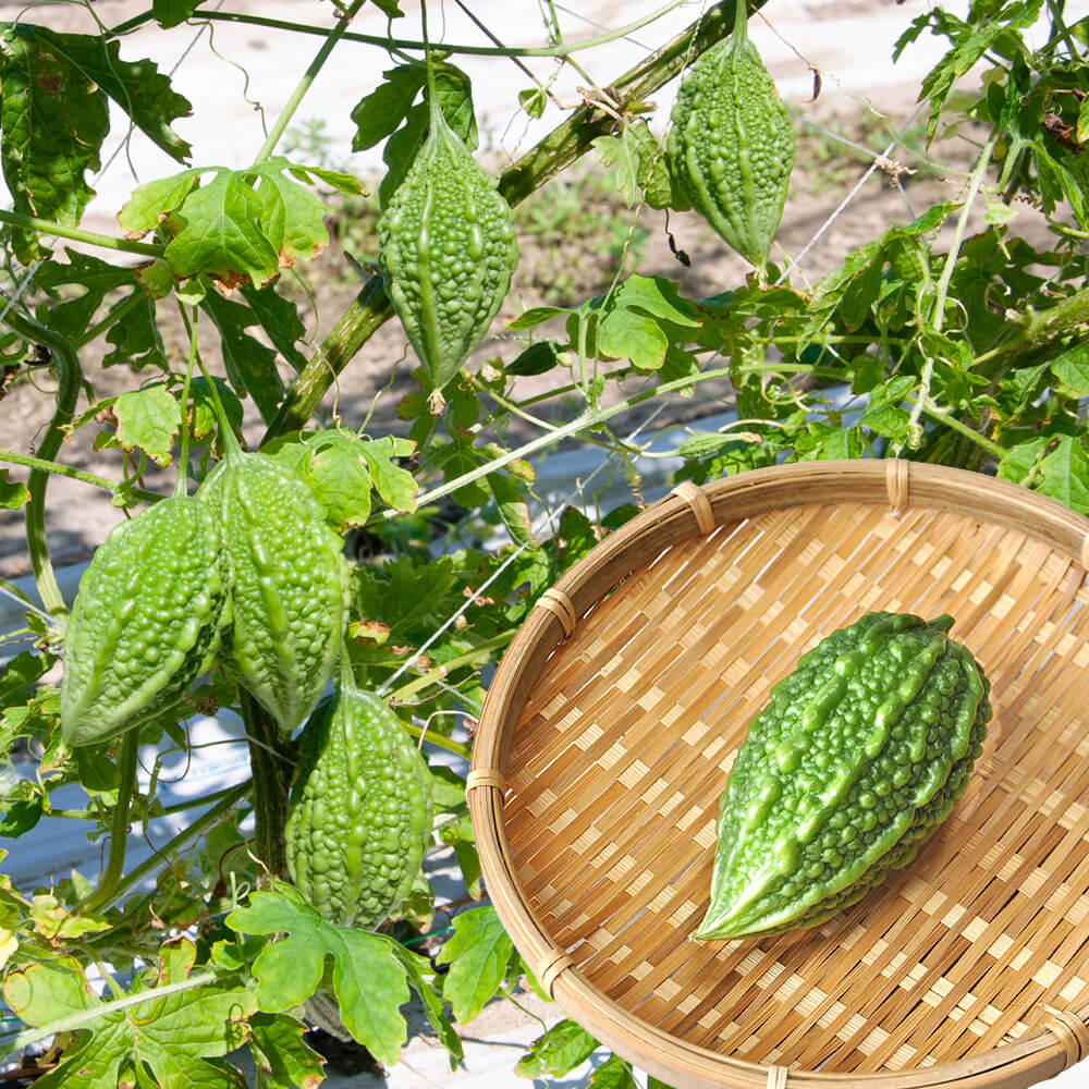 種 野菜たね プランタ菜園向き ゴーヤ F1やっくんミニゴーヤ 1袋（5粒）