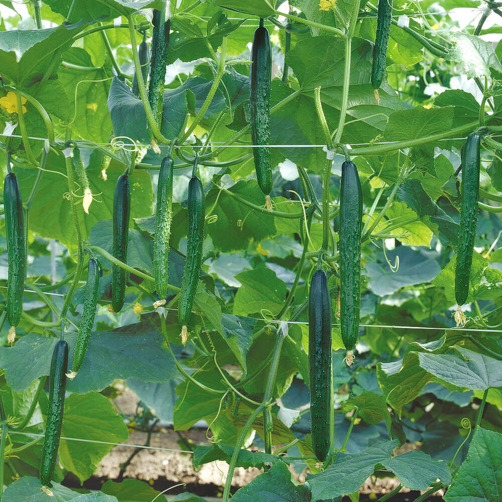 種 野菜たね キュウリ F1極成きゅうり 1袋（1ml）