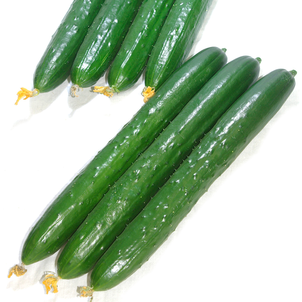 種 野菜たね キュウリ F1河童の笑い 1袋（10粒）