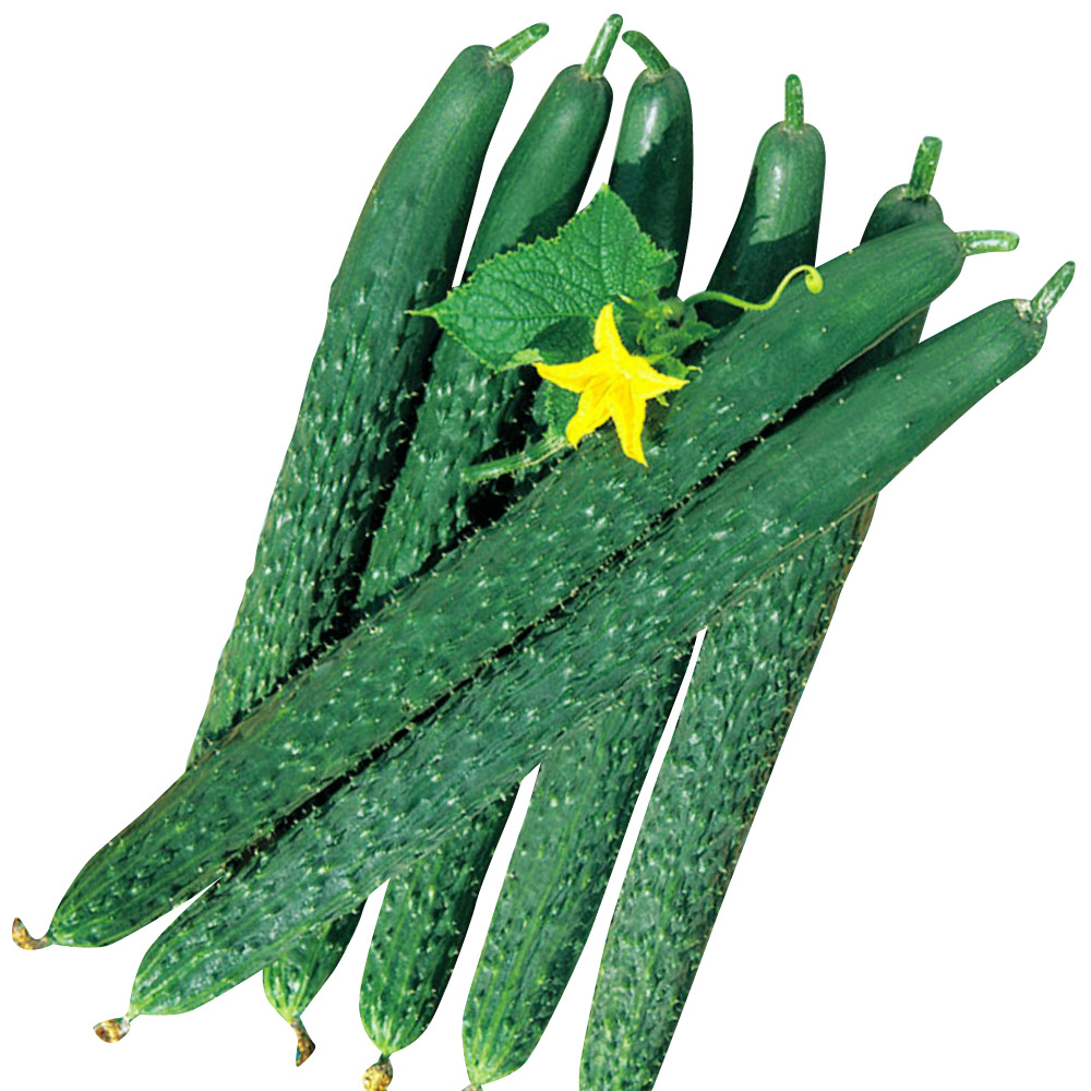 種 野菜たね キュウリ F1多福四葉 1袋（2ml）