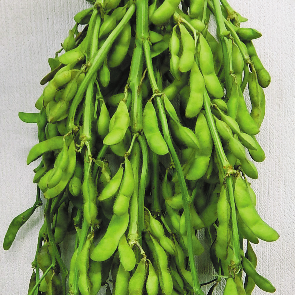 種 野菜たね エダマメ 秘伝 1袋（30ml）