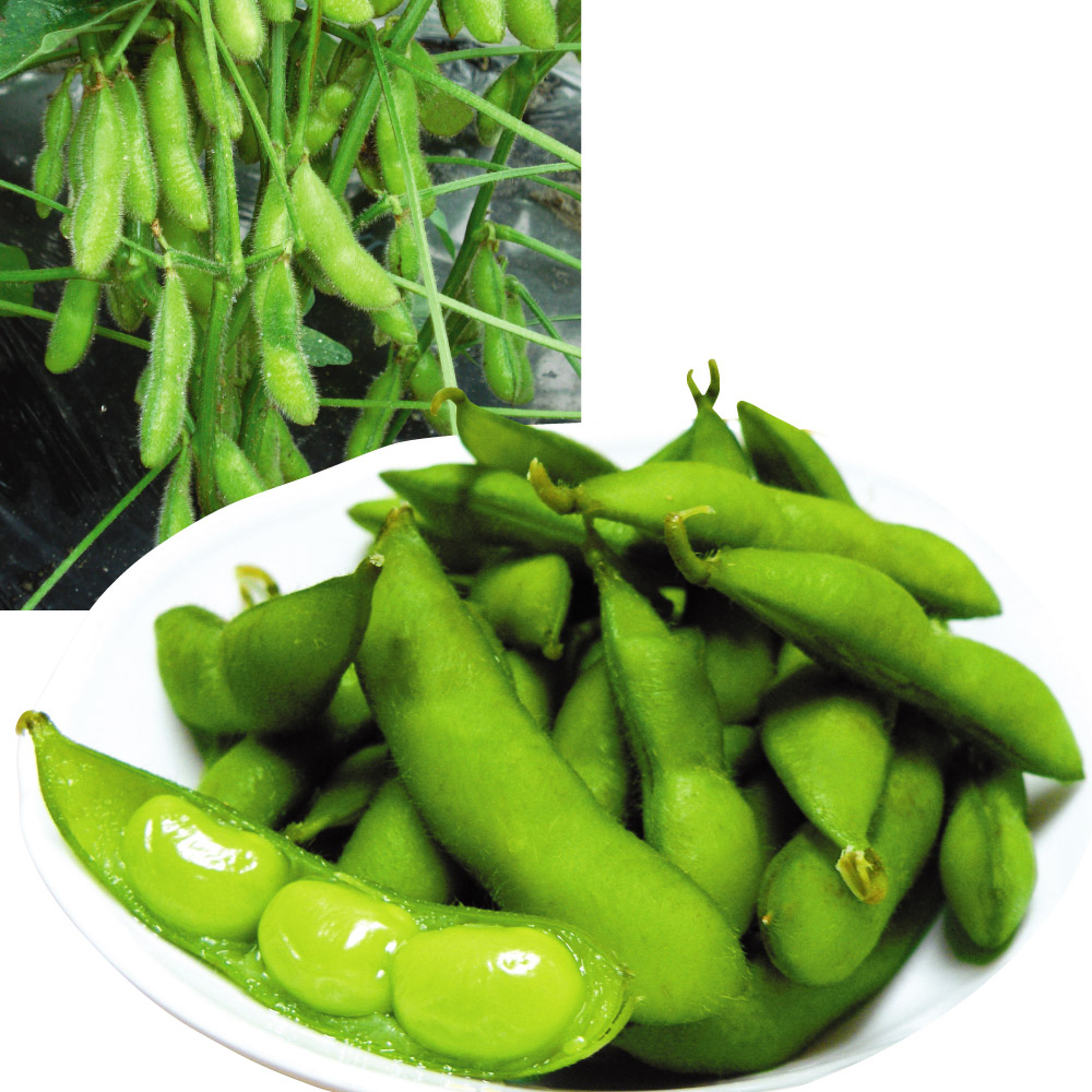 種 野菜たね エダマメ 肴豆（さかなまめ） 1袋（30ml）