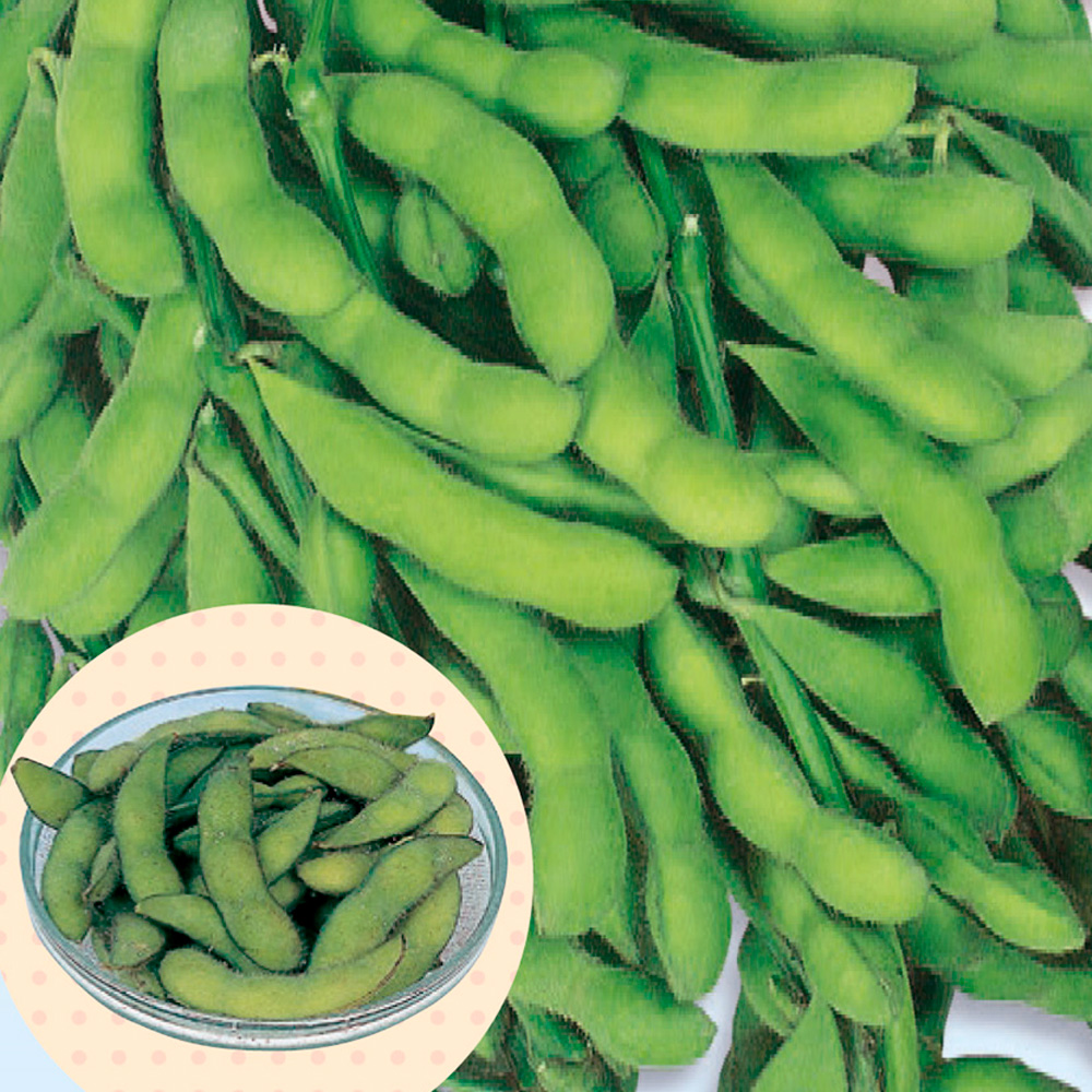 種 野菜たね エダマメ 早生大粒 1袋（30ml）