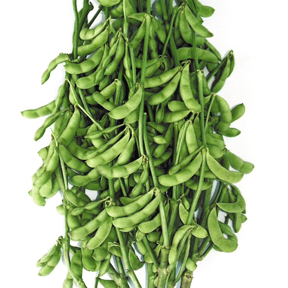 種 野菜たね エダマメ 極早生茶豆 1袋（40ml）