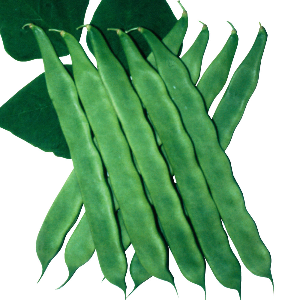 種 野菜たね インゲン マンズナル 1袋（50ml）