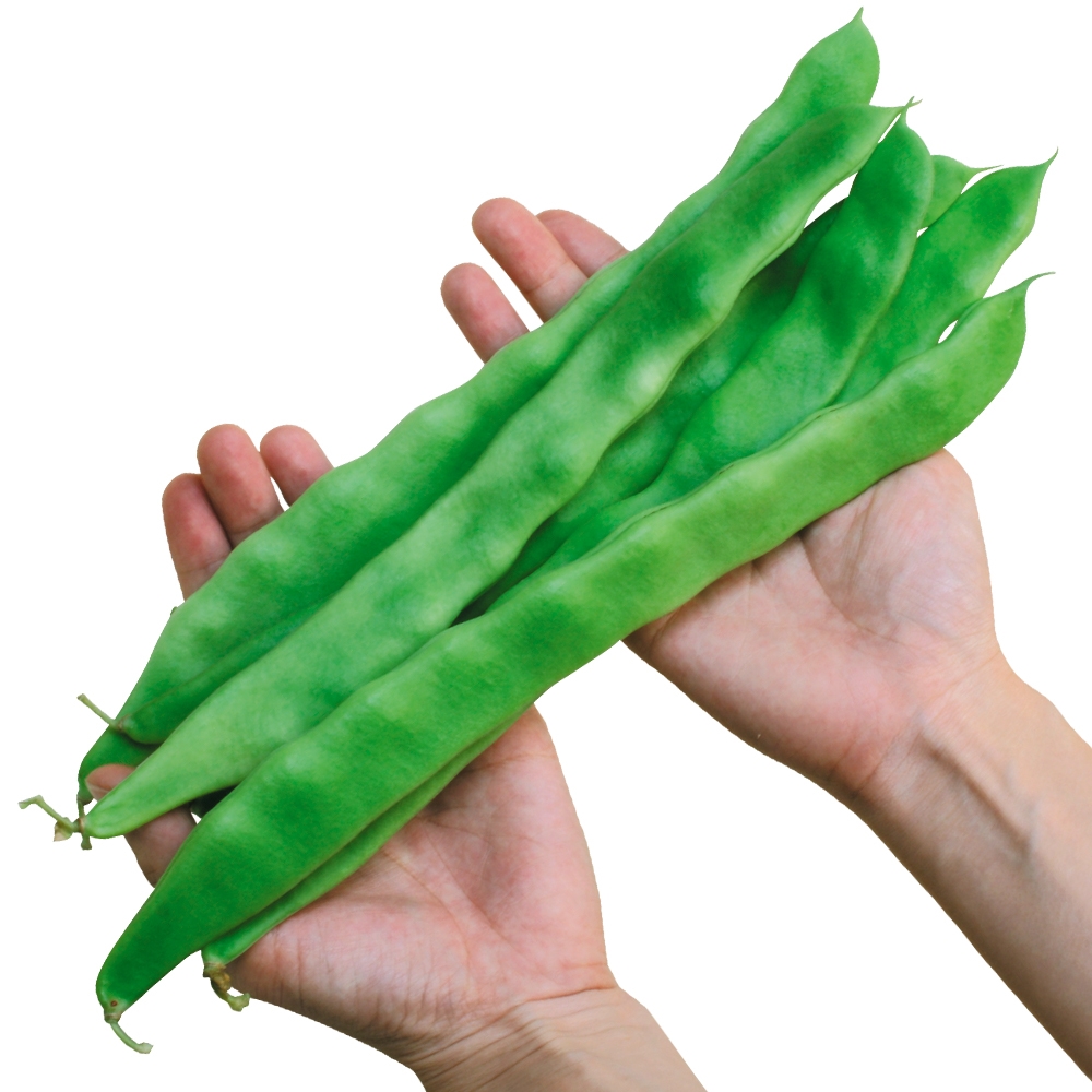 種 野菜たね インゲン おおさや豊 1袋（50ml）