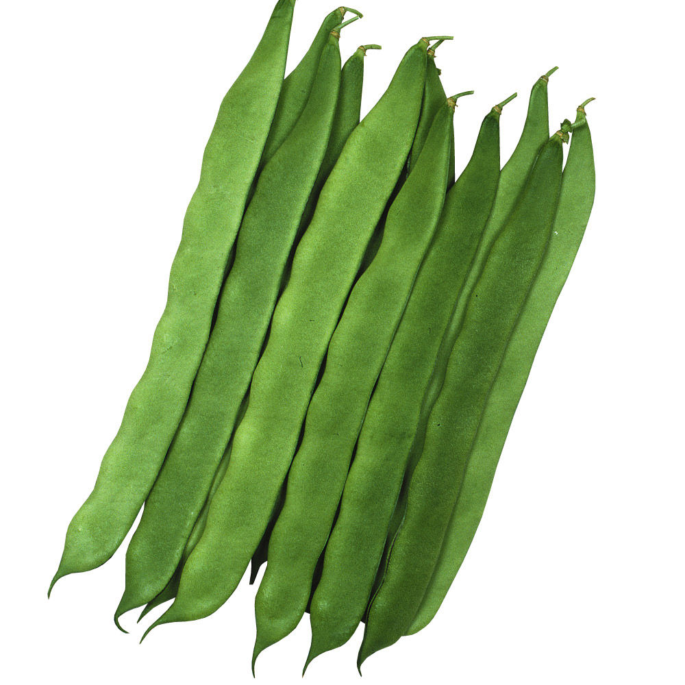 種 野菜たね インゲン 成蔵 1袋（30ml）