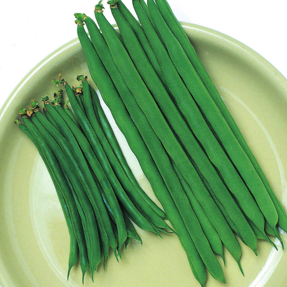 種 野菜たね インゲン オマリーインゲン 1袋（50ml）