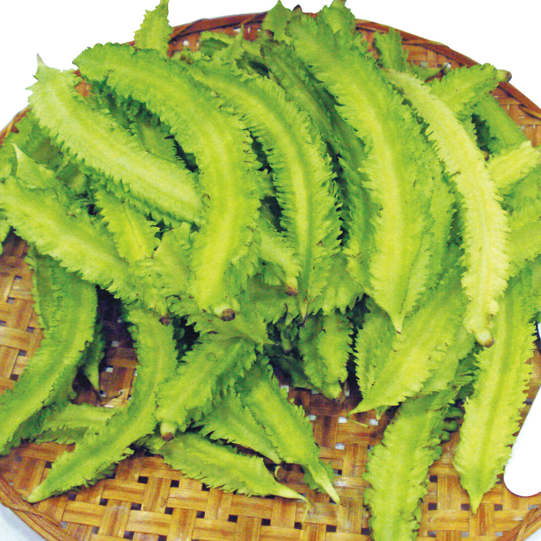 種 野菜たね シカクマメ わこさま 1袋（10ml）