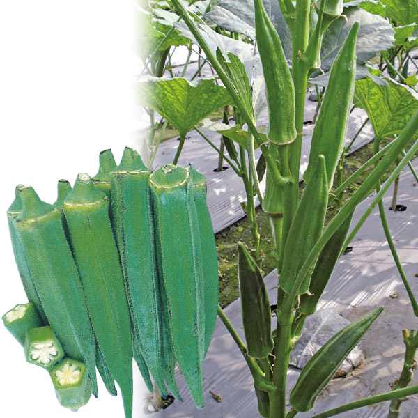 種 野菜たね オクラ F1鈴なりオクラ 1袋（10ml）