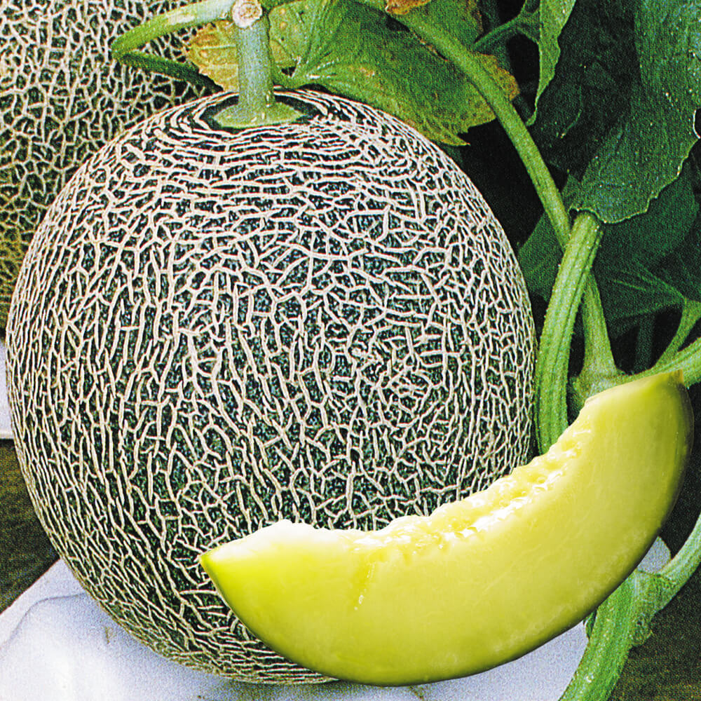 種 野菜たね メロン F1タカミ 1袋（8粒）