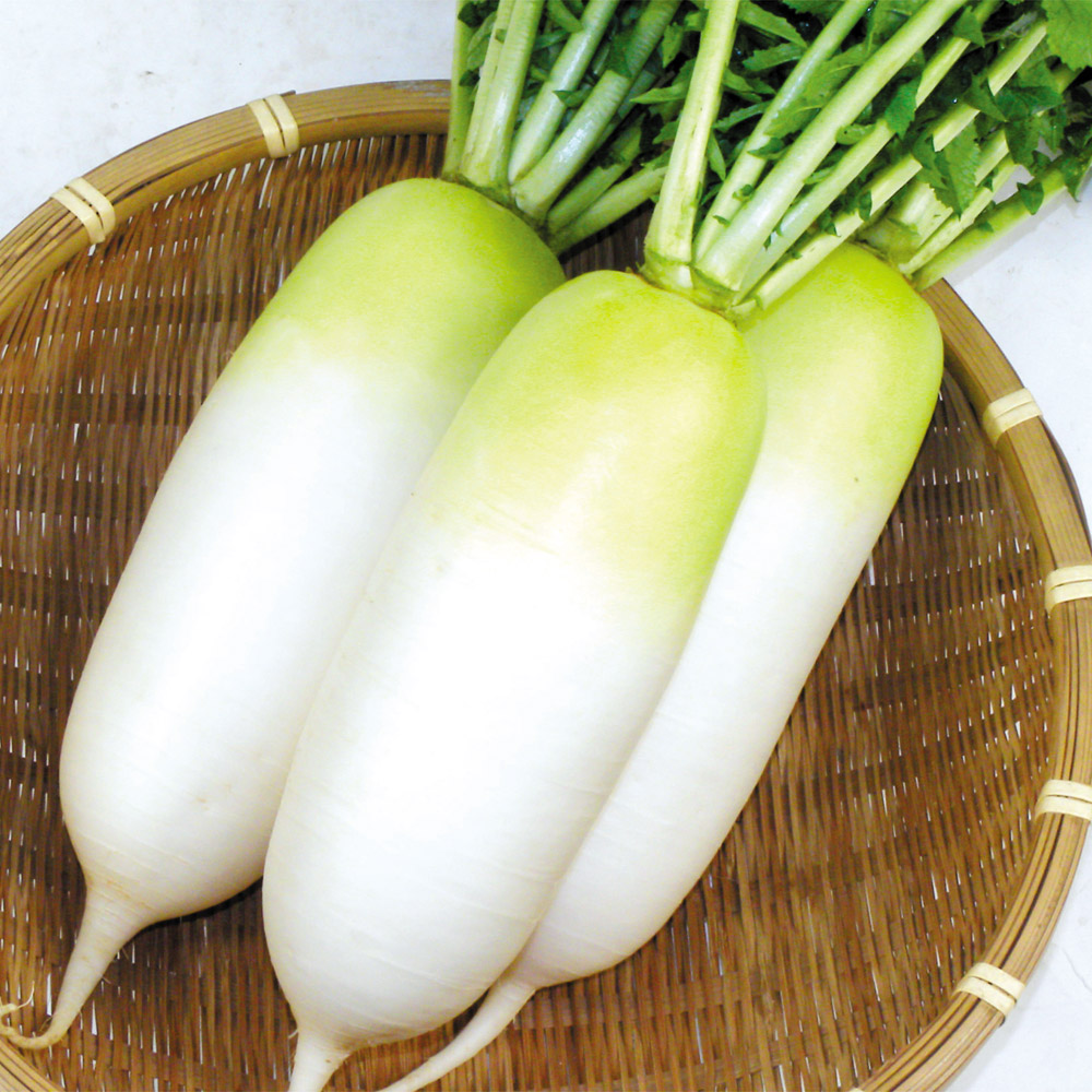 種 野菜たね ダイコン F1グルメ春だいこん 1袋（2ml）