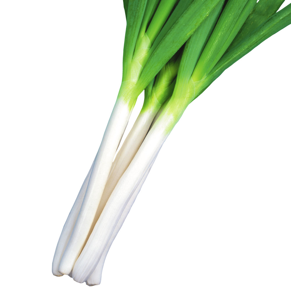 種 野菜たね ネギ 石倉葱エース 1袋（20ml）