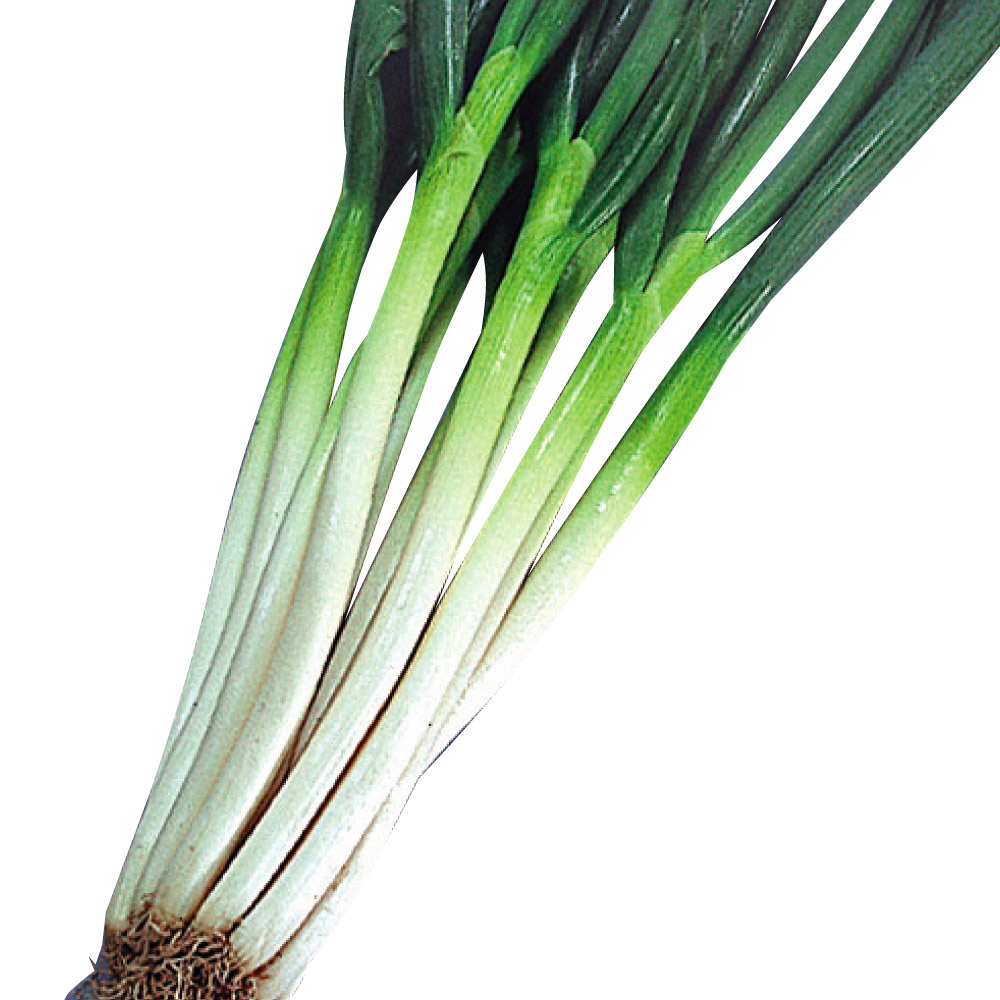 種 野菜たね ネギ 汐止晩生ねぎ 1袋（10ml）