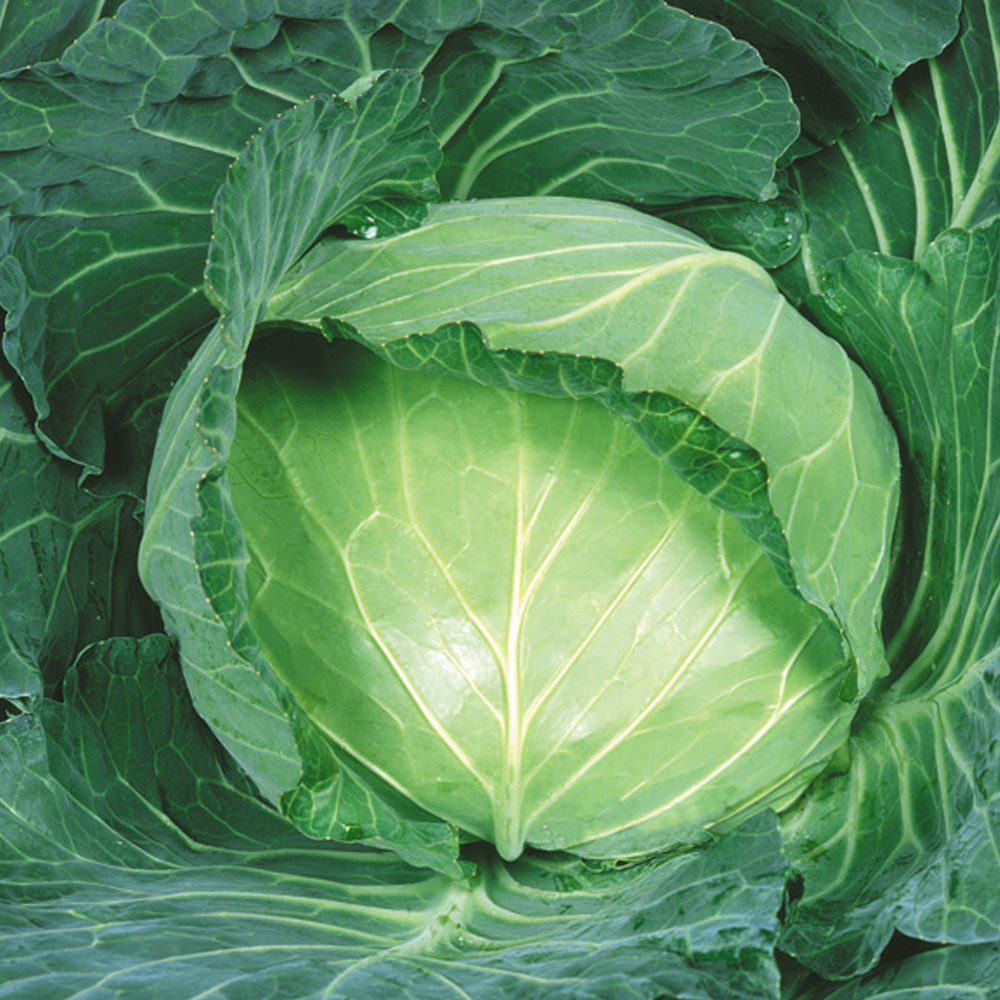 種 野菜たね キャベツ F1夏秋どり早生甘藍 1袋（3ml）