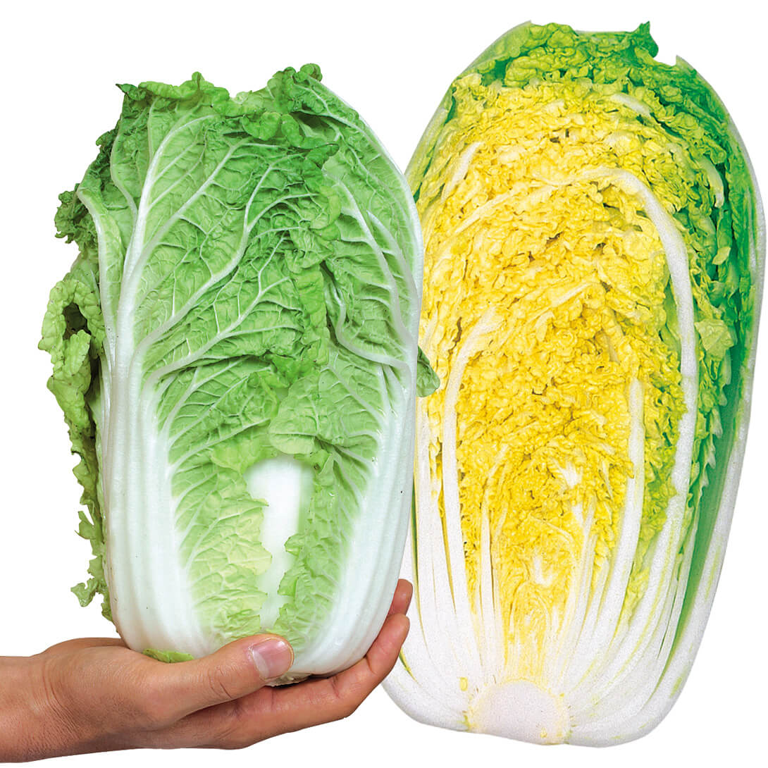 種 野菜たね ハクサイ F1食べ切り大臣 1袋（3ml）
