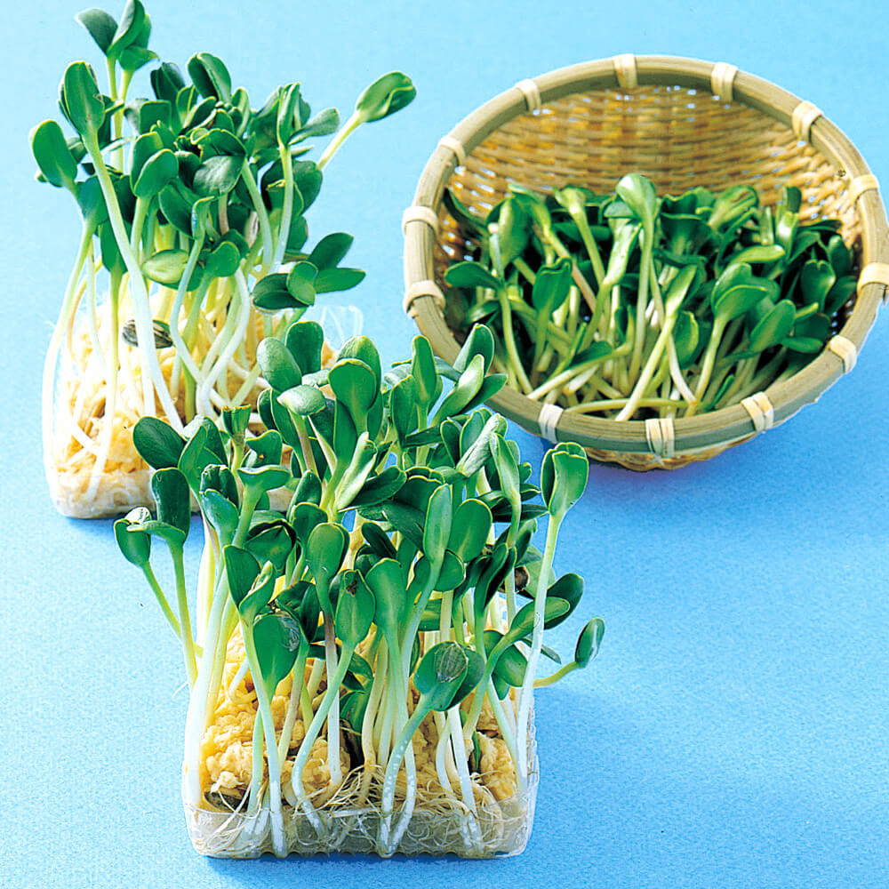 種 野菜たね 菜類 ひまわり（スプラウト用） 1袋（30ml）