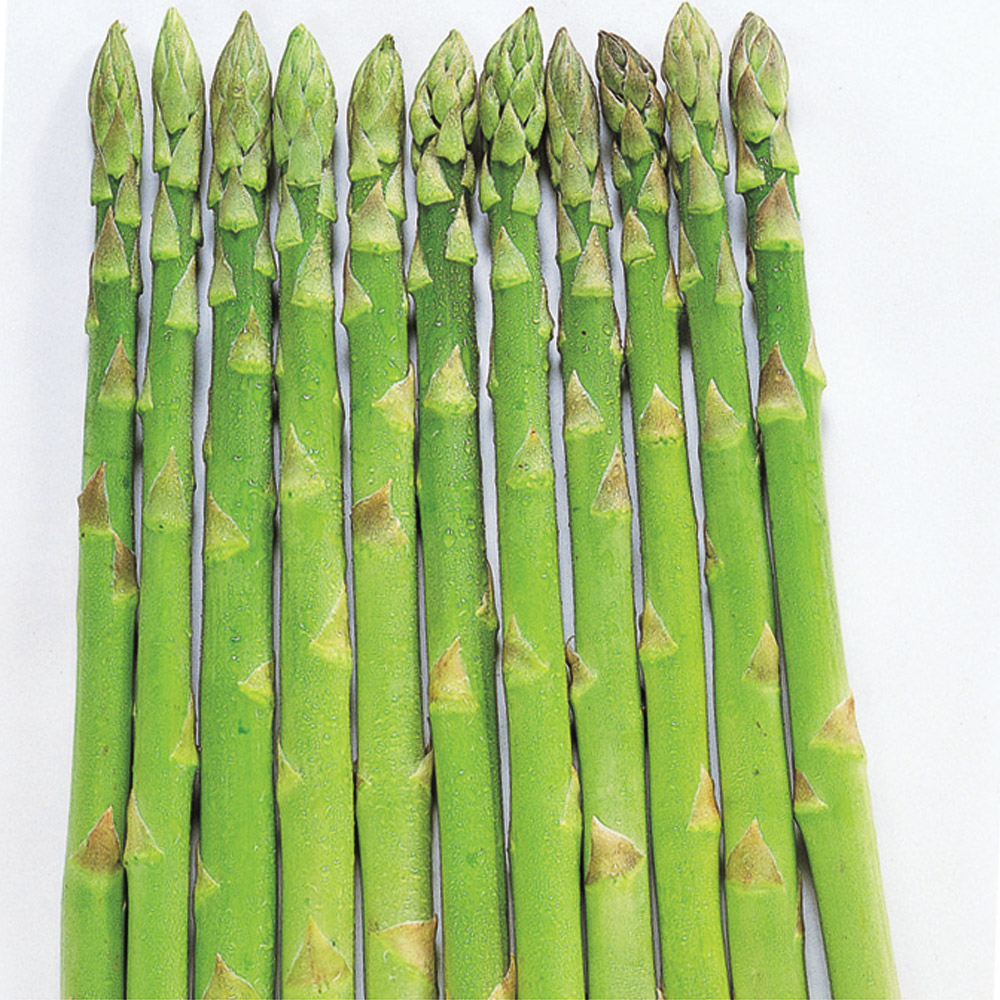 種 野菜たね 菜類 アスパラガス F1ウェルカム 1袋（0.5ml）