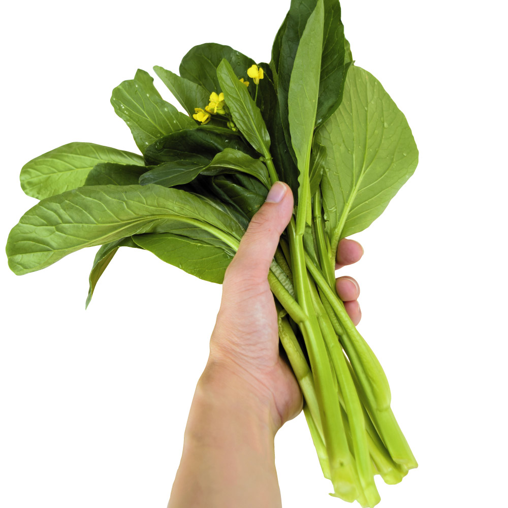種 野菜たね 菜類 アスパラッチェ 1袋（2ml）