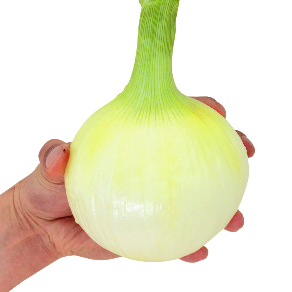 種 野菜たね タマネギ 冬どり玉葱 黄 1袋（5ml）