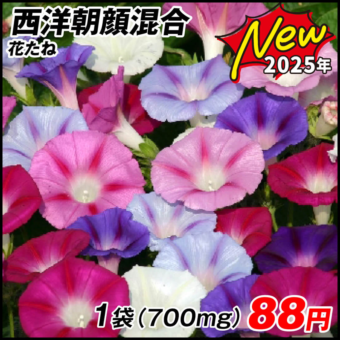 種 花たね アサガオ 西洋朝顔混合 1袋(700mg)