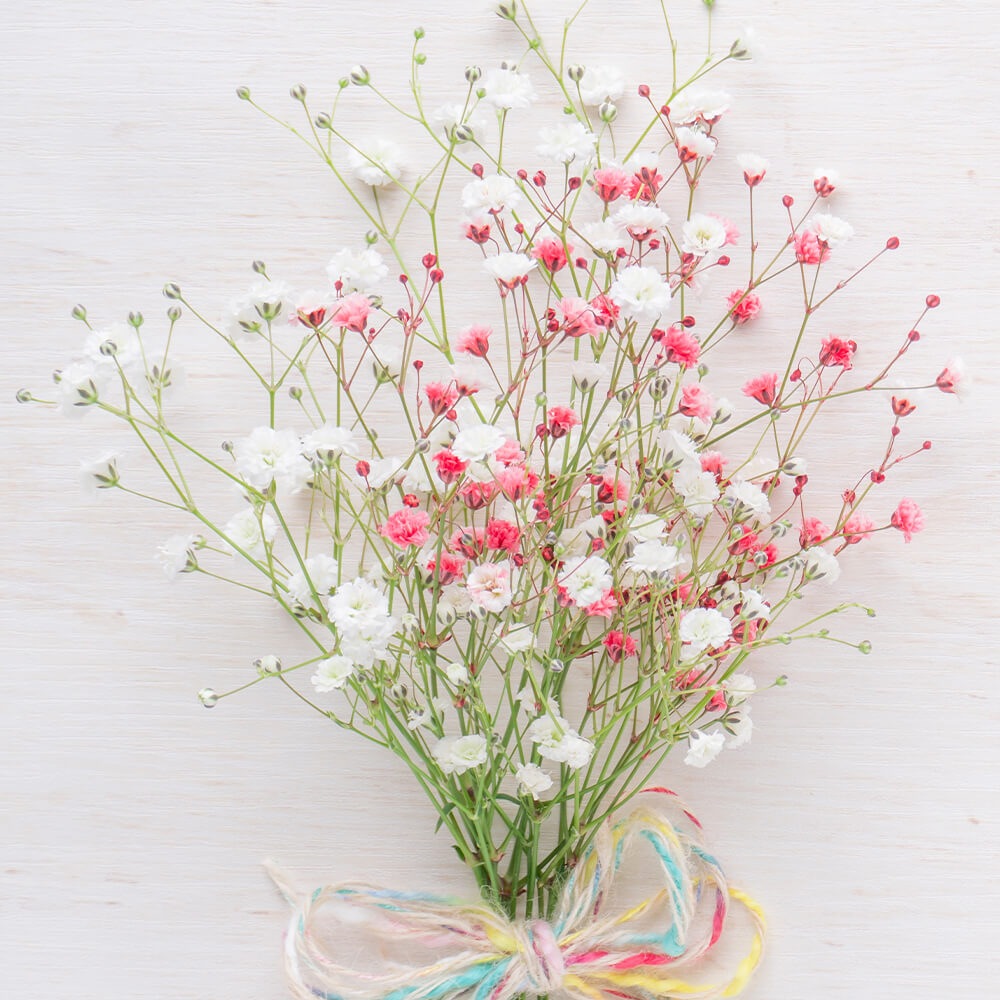 種 花たね かすみ草混合 1袋(400mg)