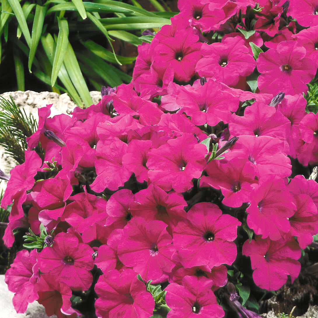 種 花たね ペチュニア パープル 1袋(20粒)