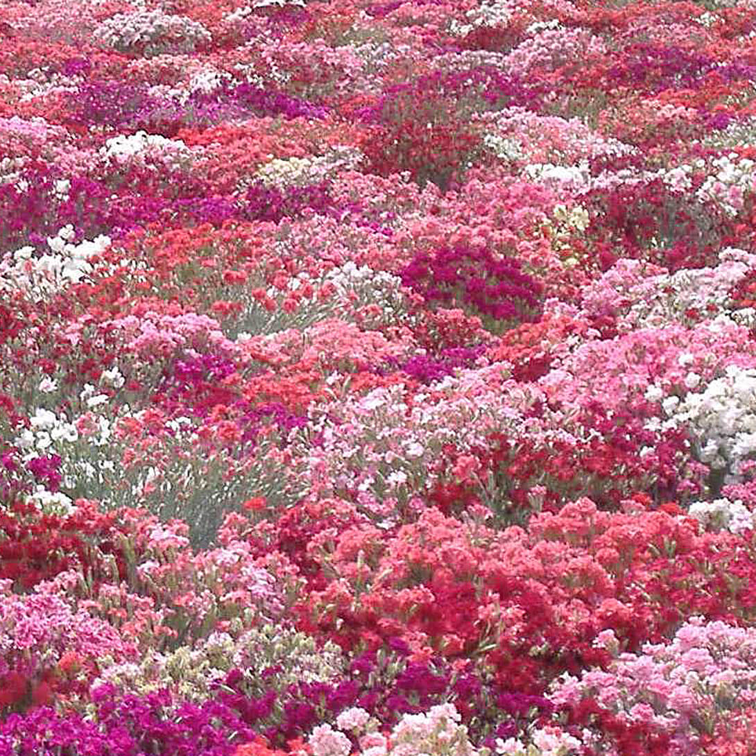 種 花たね 矮性カーネーション混合 1袋(200mg)