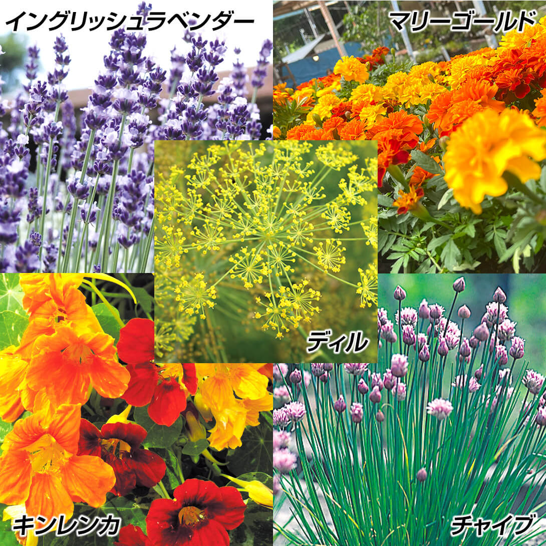 花たね コンパニオンプランツセット 5種5袋