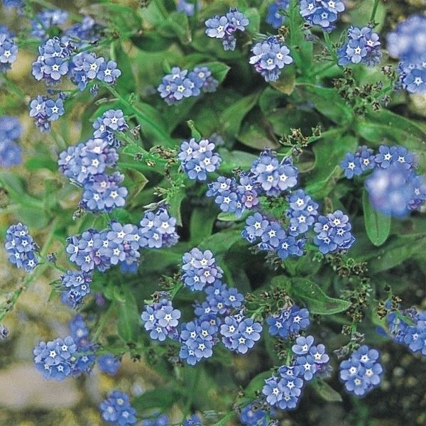 種 花たね わすれな草 ブルー 1袋(100mg)