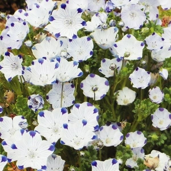 種 寒冷地向き春まき 花たね ネモフィラ マクラータ 1袋(500mg)
