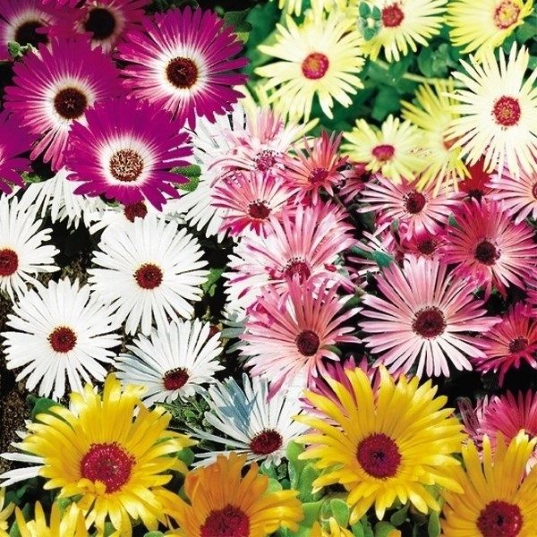 種 寒冷地向き春まき 花たね リビングストンデージー混合 1袋(400mg)