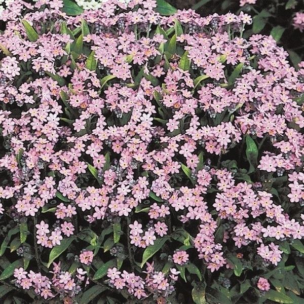 種 寒冷地向き春まき 花たね わすれな草 ローズ 1袋(100mg)