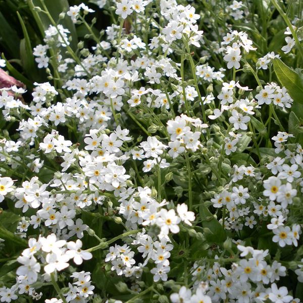 種 寒冷地向き春まき 花たね わすれな草 ホワイト 1袋(100mg)