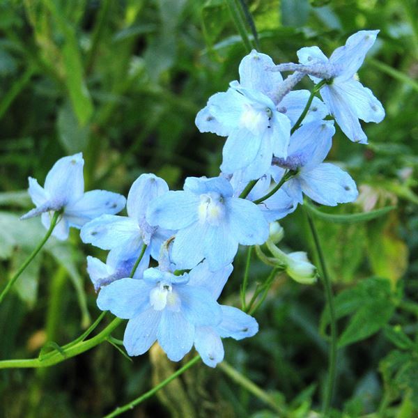 種 寒冷地向き春まき 花たね デルフィニウム ベラドンナ クリブデンビューティ 1袋(100mg)