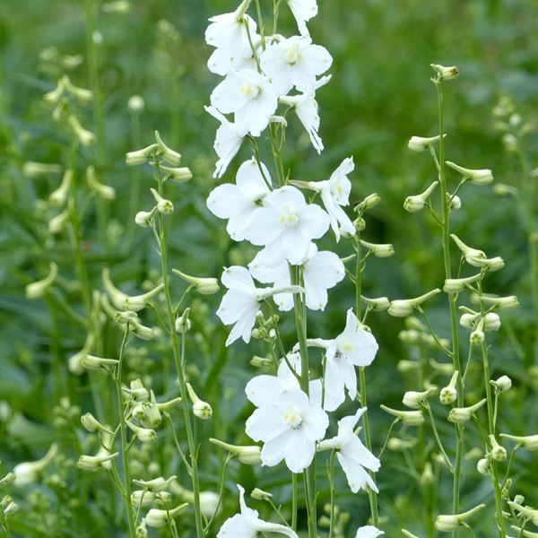 種 寒冷地向き春まき 花たね デルフィニウム ベラドンナ カサブランカ 1袋(100mg)