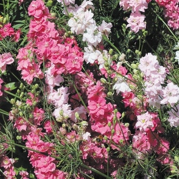 種 寒冷地向き春まき 花たね 千鳥草 ピンクミックス 1袋(200mg)
