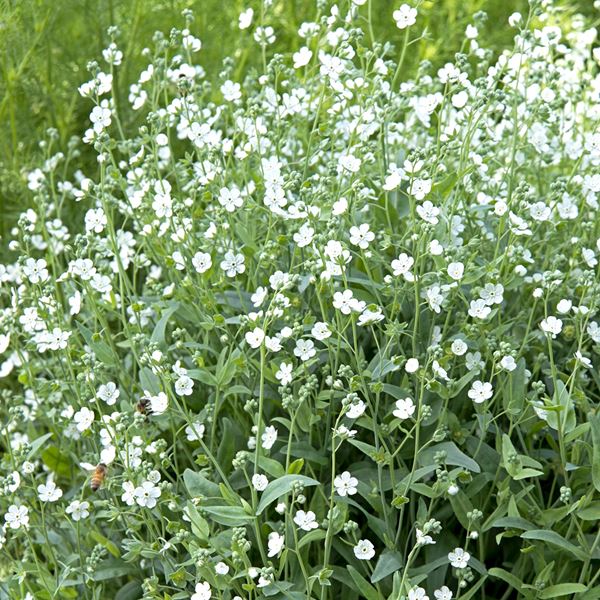花たね 寒冷地向き春まき オンファロデス リトルスノーホワイト 1袋(150mg)