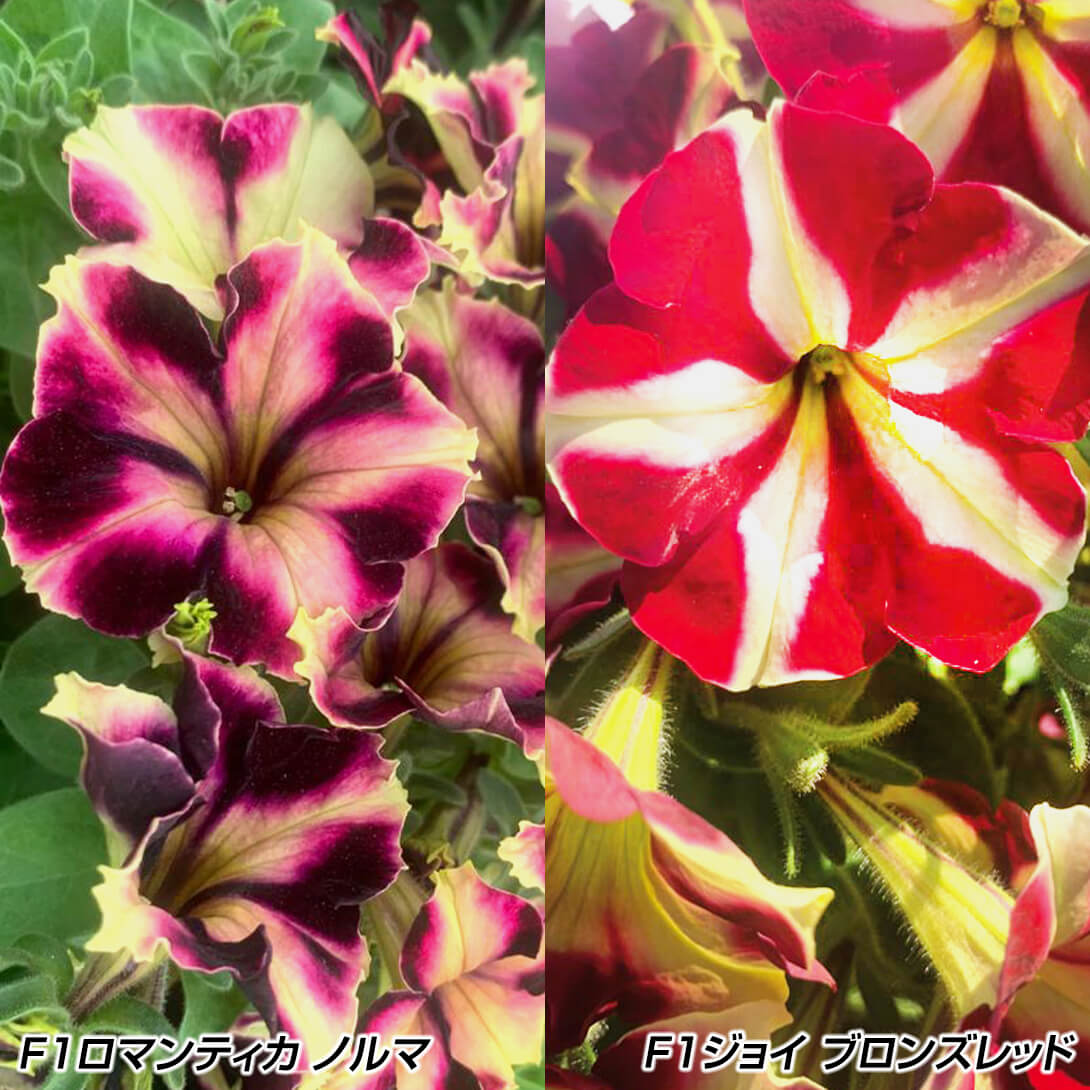 種 花たね ペチュニア バイカラーセット 2種2袋