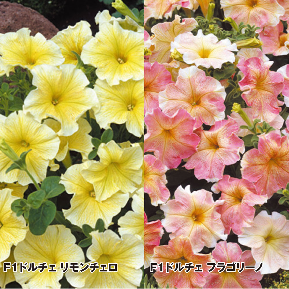 種 花たね ペチュニア フルーツセット 2種2袋